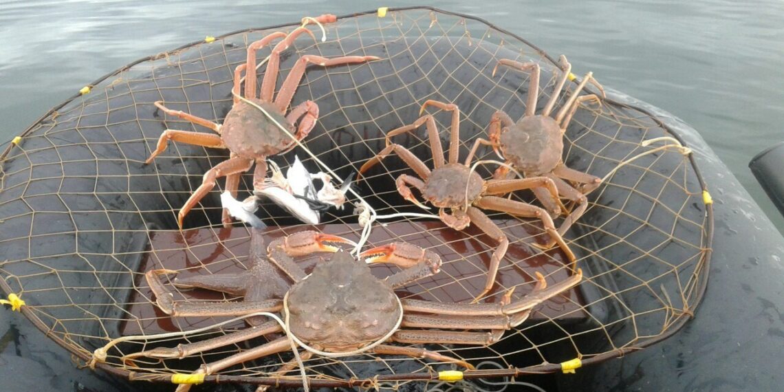 Любительская ловля краба. Фото: Pikabu