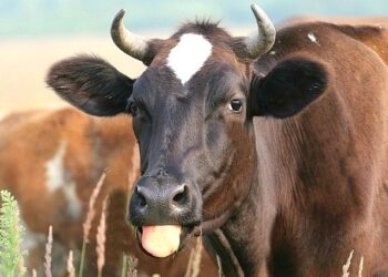 Фото: pixabay.com