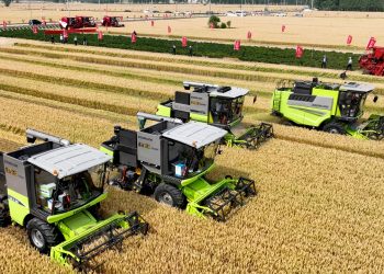 Уборка зерна в Китае. Фото: globaltimes.cn