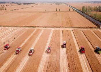 Уборка урожая в провинции Шаньдун. Фото: Синьхуа