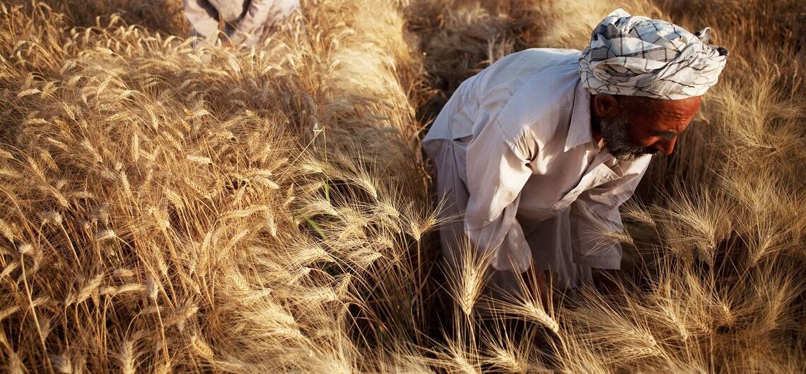 Фото: news.un.org