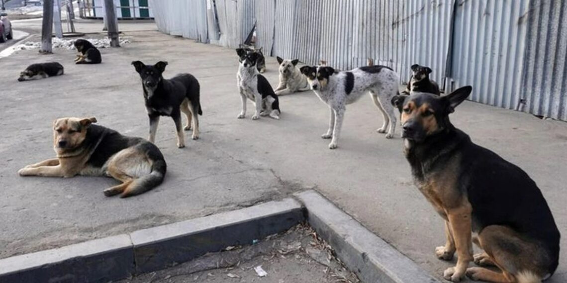 Бездомные собаки. Фото: dv.kp.ru