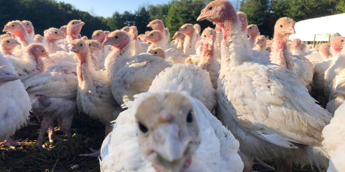 Индейки. Фото: foodandwine.com