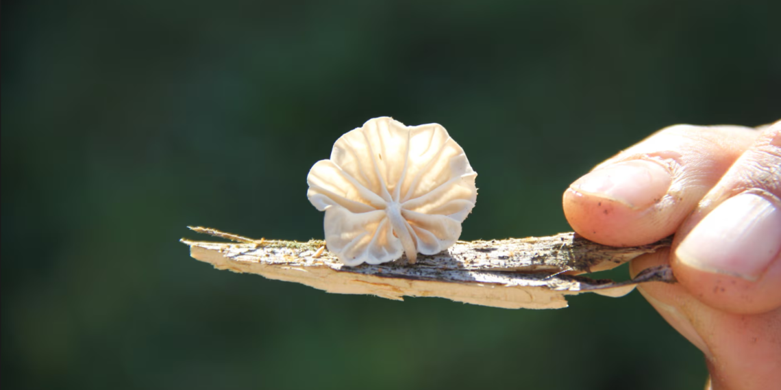 Гриб рода Marasmius . Фото: Джулиана Фурчи