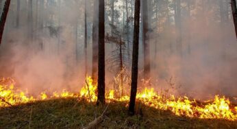 Ущерб от лесных пожаров составил 7 млрд рублей