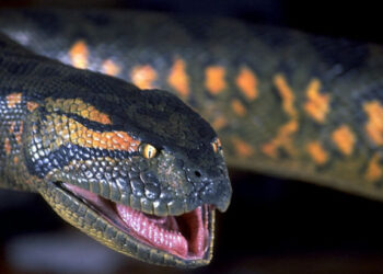 Анаконда в действии. Фото: wikia.com