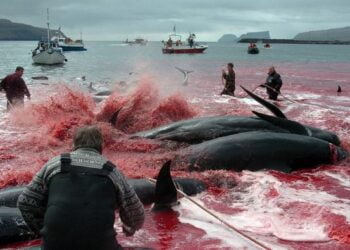 Китобой. Иллюстрация: 15min.lt