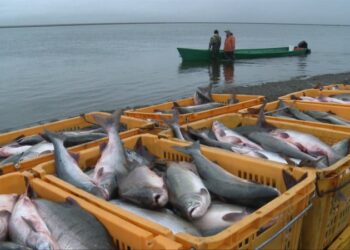 Иллюстрация: fishretail.ru