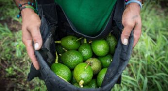 «Зеленое золото»: спрос на авокадо привел к росту воровства урожая в ЮАР