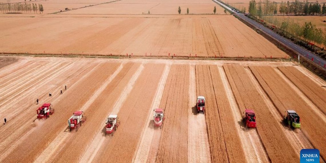 Уборка урожая в провинции Шаньдун. Фото: Синьхуа