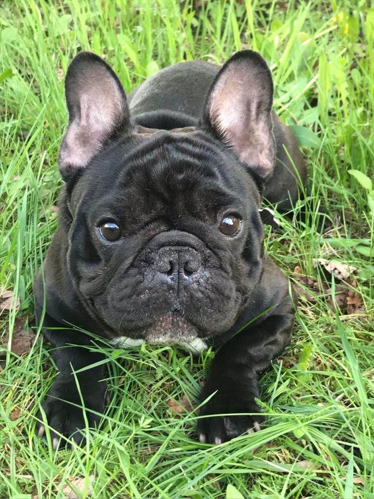 Спасенный Ральф