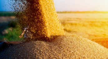 Зерновой кризис перепроизводства — рецидив дореволюционной жадности