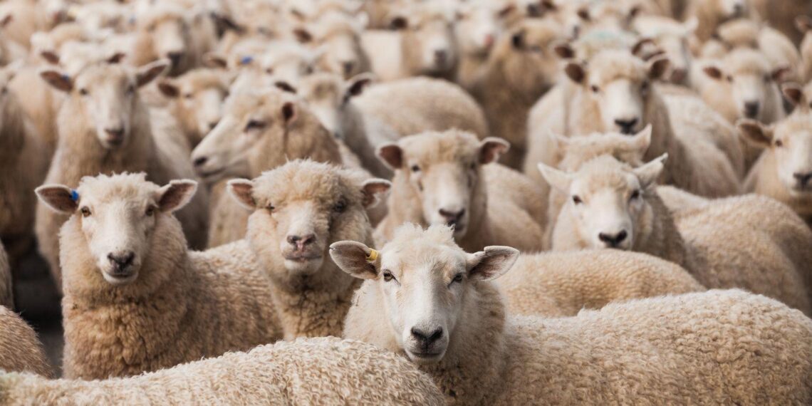 Фото: four-paws.org