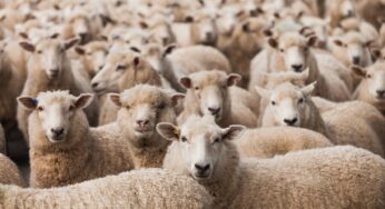 В Австралии на 70% упали цены на баранину