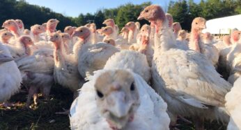 В Турции ужесточили контроль над ценами