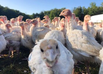 Индейки. Фото: foodandwine.com