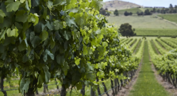 Торговля Австралии с Китаем выросла до рекордного уровня