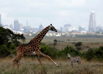 Национальный парк Найроби
