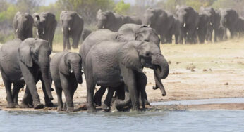Зимбабве забьет 200 слонов, чтобы накормить голодных