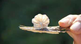 Грибы могут получить международный юридический статус