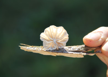 Гриб рода Marasmius . Фото: Джулиана Фурчи