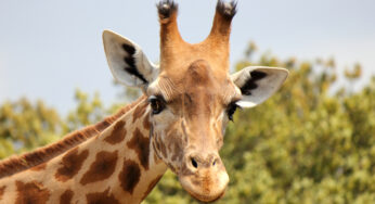 США внесут жирафов в список животных, находящихся под угрозой исчезновения