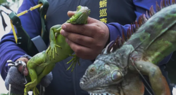 Тайвань намерен уничтожить до 120 тыс. зеленых игуан
