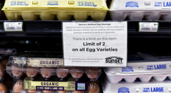 США просят у Дании яйца, одновременно пытаясь отобрать Гренландию