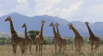 Ученые выделили четыре вида жирафов в Африке вместо одного