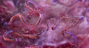 Эфиопия объявила о первом вспышке вируса Марбург