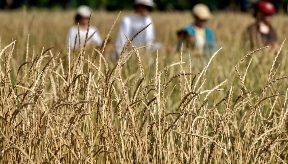 Пшеница. Фото: landinstitute.org