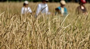 Россия осталась лидером по экспорту пшеницы, но потеряла миллиарды из-за падения мировых цен и укрепления рубля: обзор зернового рынка