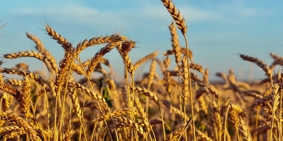 Пшеница. Фото: Getty / iStockphoto
