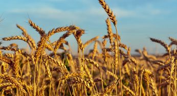 Война с Ираном грозит голодом для миллионов в Африке и Азии: Financial Times