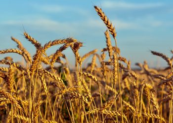 Пшеница. Фото: Getty / iStockphoto